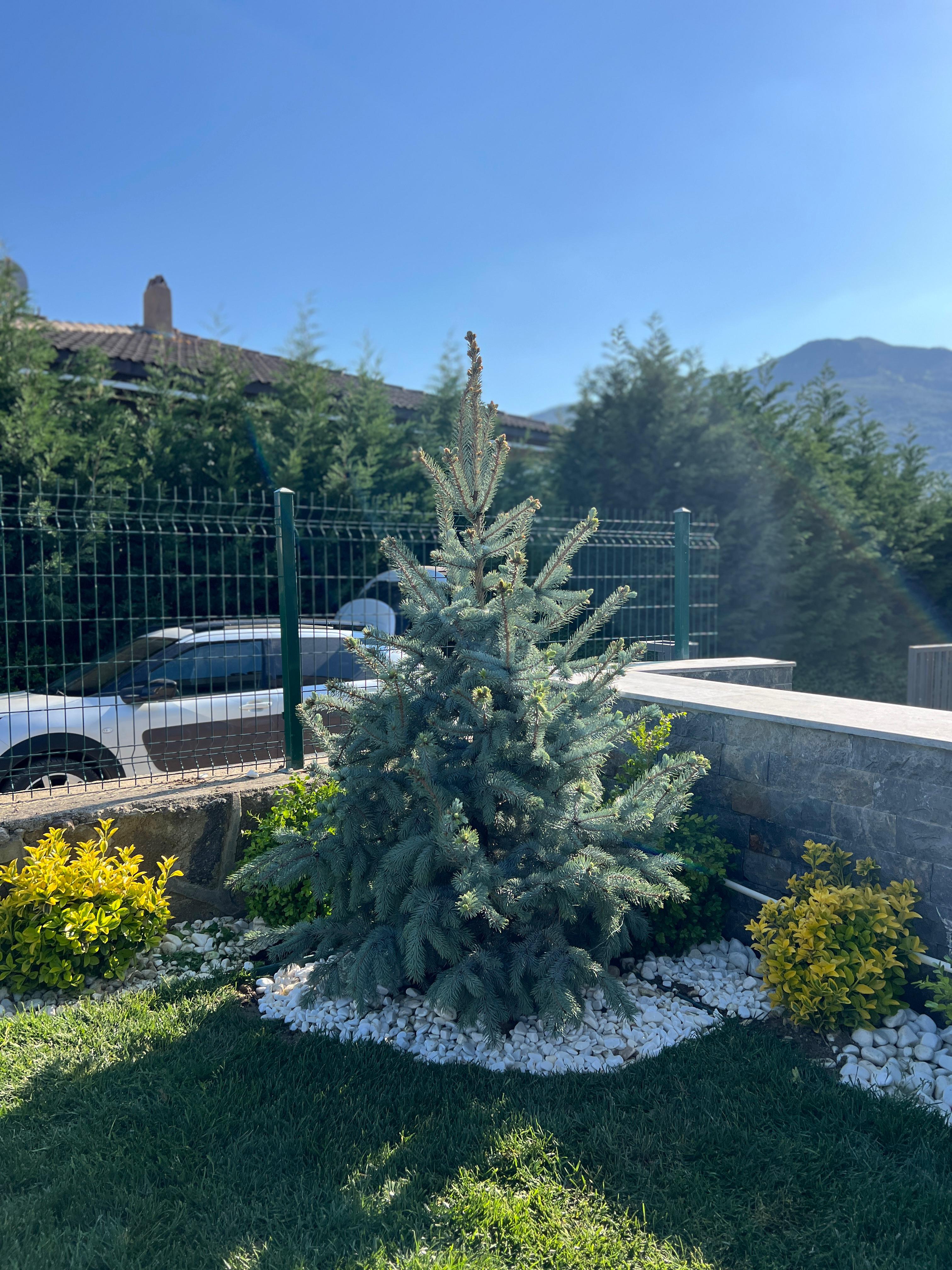 Bahçe Düzenleme ve Peyzaj İşlemleri Doğal Çim Kaplama